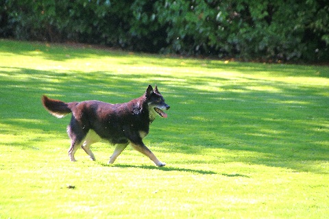 Hundewiese Eickhorst